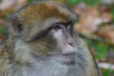 Barbary makak - Macaca sylvanus