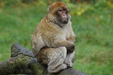 Barbary makak - Macaca sylvanus