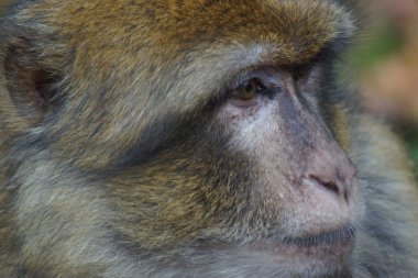 Barbary makak - Macaca sylvanus