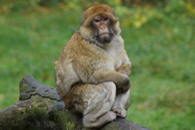 Barbary makak - Macaca sylvanus