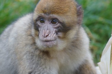 Barbary makak - Macaca sylvanus