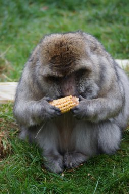 Barbary makak - Macaca sylvanus
