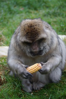Barbary makak - Macaca sylvanus