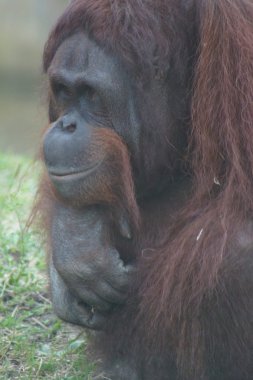 Bornean orangutanı - Pongo pigmaeus