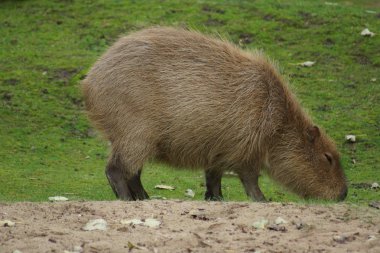 Capibara - hydrochoerus hydrochaeris