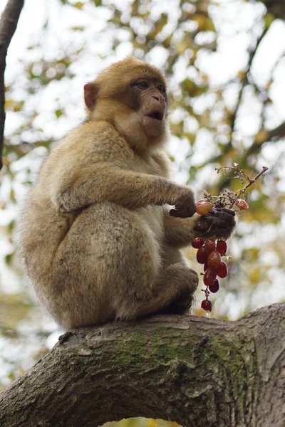 Barbary makak - Macaca sylvanus — Stock fotografie