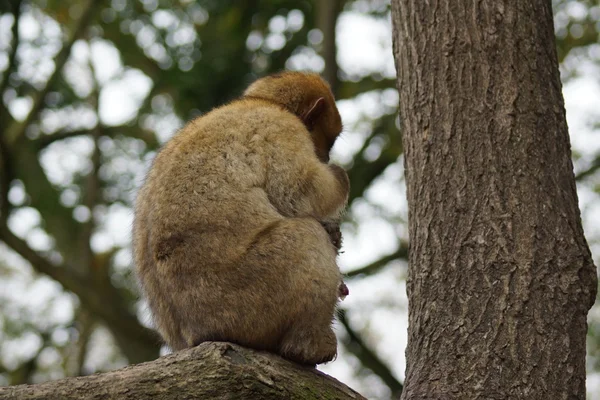 Barbary makak - Macaca sylvanus — Stok fotoğraf