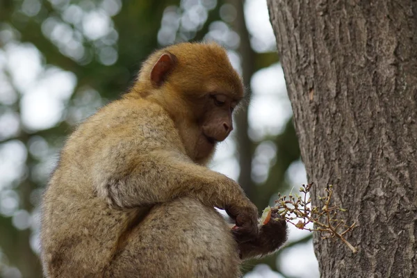 Barbary makak - Macaca sylvanus — Stok fotoğraf