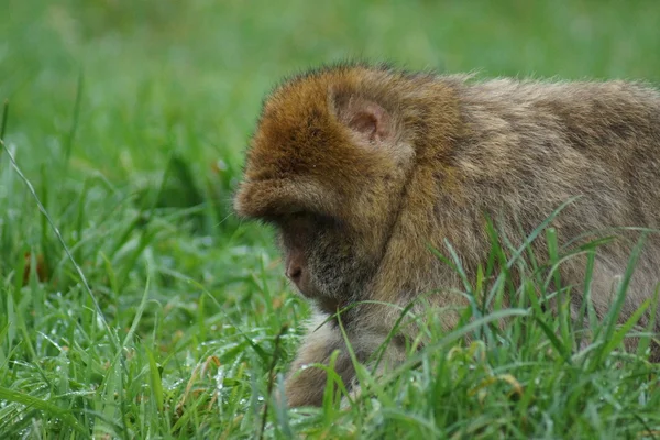 Macaco de Berbería - Macaca sylvanus — Foto de Stock