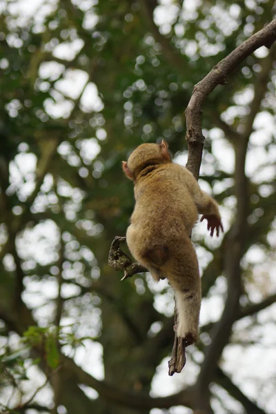 Barbary makak - Macaca sylvanus — Stok fotoğraf