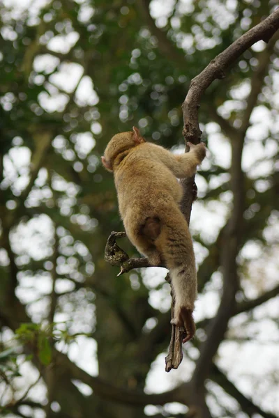 Barbary makak - Macaca sylvanus — Stok fotoğraf