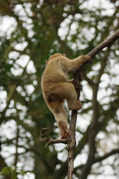 Barbary makak - Macaca sylvanus — Stok fotoğraf