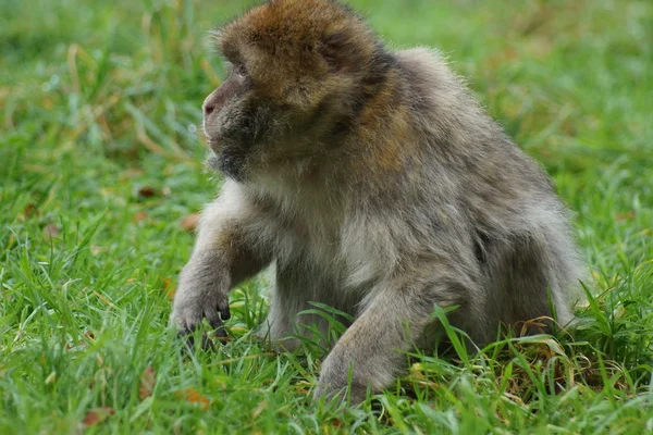 Barbary makak - Macaca sylvanus — Stockfoto