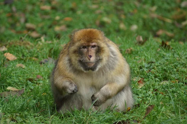 Barbary Macaque - Macaca sylvanus — Stock Photo, Image