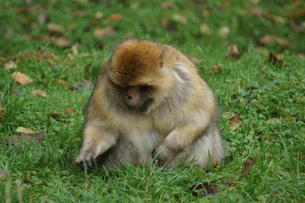 Barbary Macaque - Macaca sylvanus — Stock Photo, Image