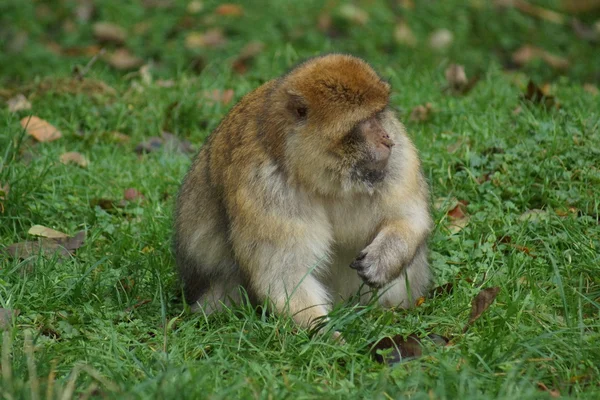 Barbary makak - Macaca sylvanus — Stockfoto