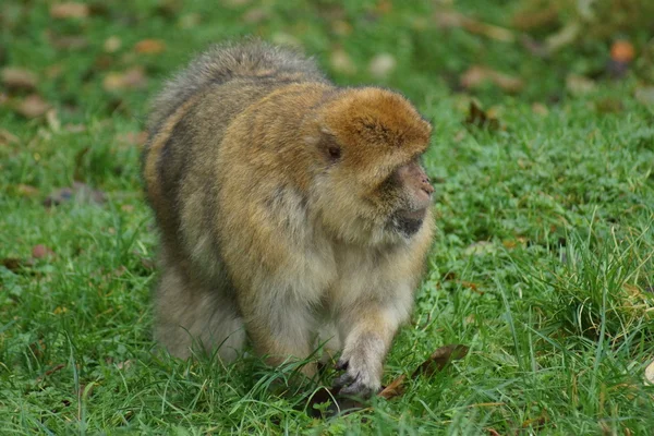 Barbary makak - Macaca sylvanus — Stockfoto