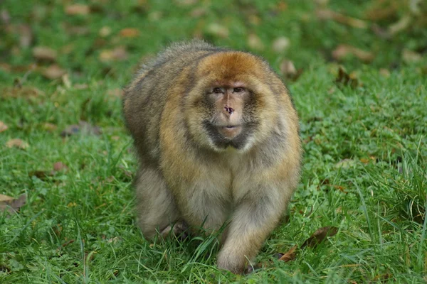 Macaco-bárbaro - Macaca sylvanus — Fotografia de Stock