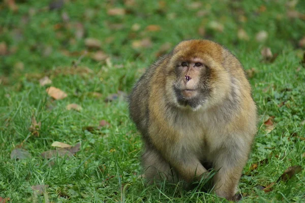 Barbary makak - Macaca sylvanus — Stok fotoğraf