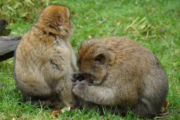 Barbary Macaque Macaca sylvanus — Stok Foto