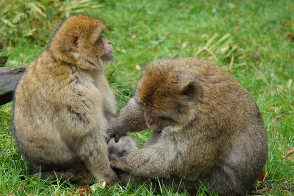 Barbary Macaque Macaca sylvanus — Stok Foto