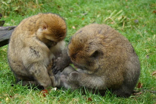 Макака Лісовий-Macaca Лісовий — стокове фото