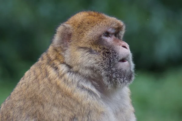 Макака Лісовий-Macaca Лісовий — стокове фото