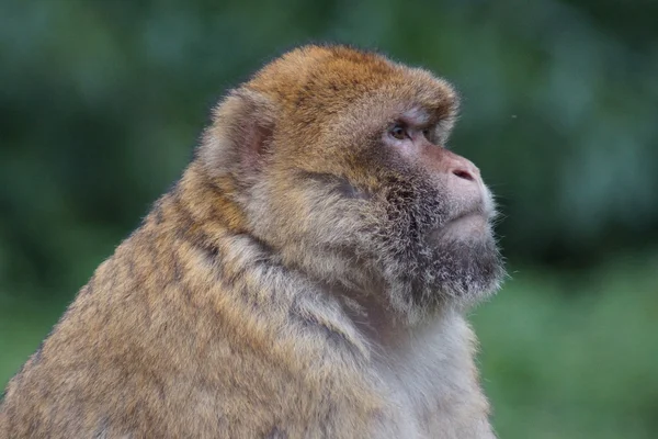 Macaco de Berbería - Macaca sylvanus — Foto de Stock