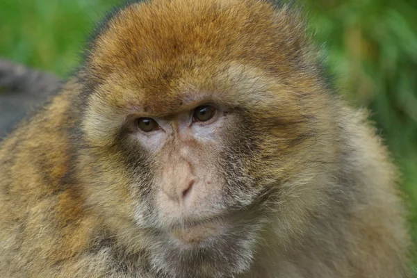 Barbary Macaque - Macaca sylvanus - Stock-foto