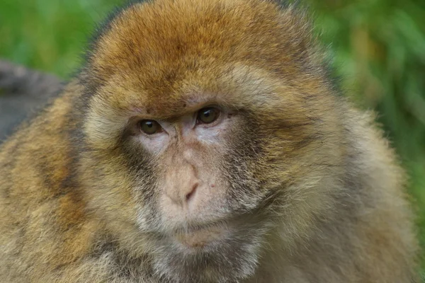 Macaco-bárbaro - Macaca sylvanus — Fotografia de Stock