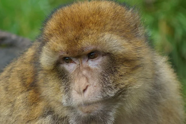 Barbary Macaque - Macaca sylvanus — Stock Photo, Image