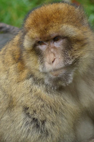 Berberaffe - Macaca sylvanus — Stockfoto