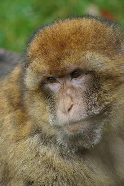 Berberaffe - Macaca sylvanus — Stockfoto