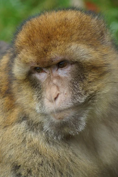 バーバリーマカク - 猿シルバヌス — ストック写真