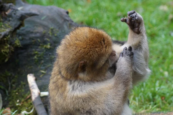 Macaco de Berbería - Macaca sylvanus — Foto de Stock