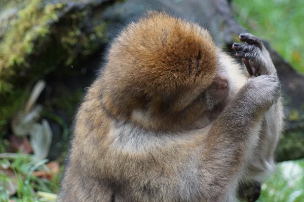 Magot – Macaca sylvanus — Zdjęcie stockowe