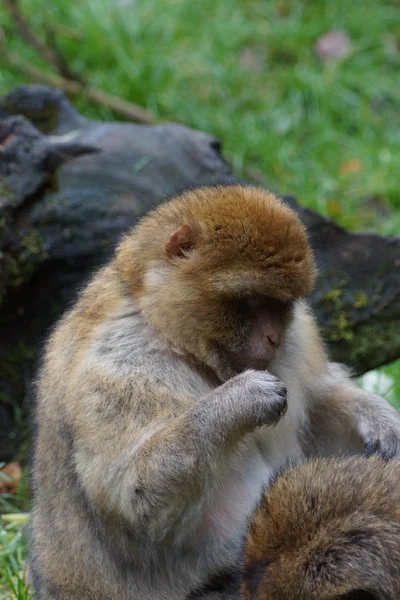 Macaco de Berbería - Macaca sylvanus —  Fotos de Stock