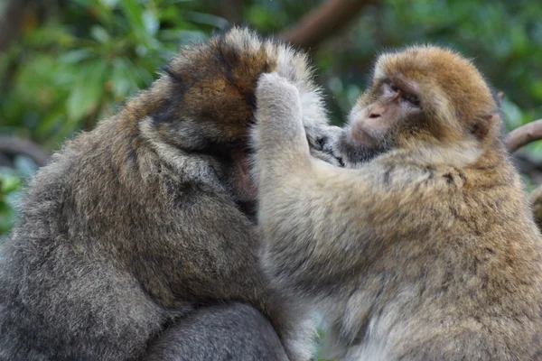 Barbary Macaque Macaca sylvanus — Stok Foto