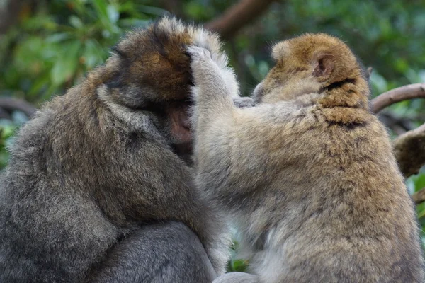 Magot – Macaca sylvanus — Zdjęcie stockowe