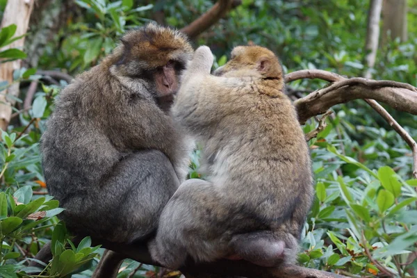 Barbary Macaque - Macaca sylvanus — Stock Photo, Image