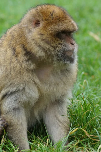 Berberaffe - Macaca sylvanus — Stockfoto