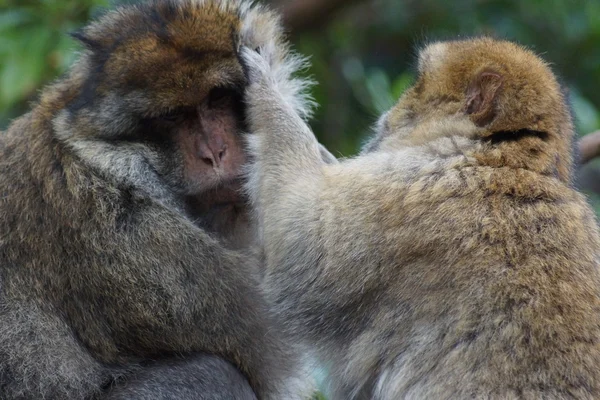 Barbary Macaque Macaca sylvanus — Stok Foto