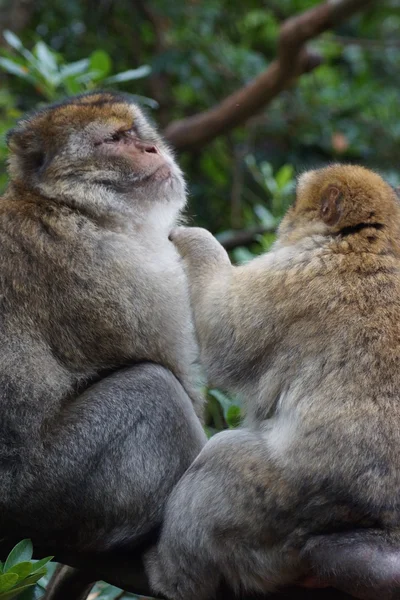 Barbary Macaque - Macaca sylvanus — Stock Photo, Image