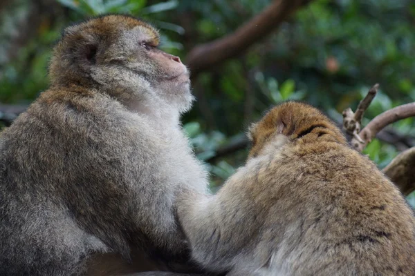 Macaco de Berbería - Macaca sylvanus —  Fotos de Stock