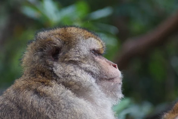 Macaco de Berbería - Macaca sylvanus — Foto de Stock