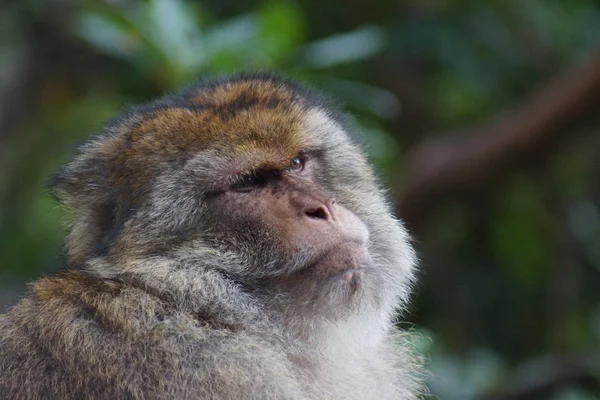 Berberaffe - Macaca sylvanus — Stockfoto