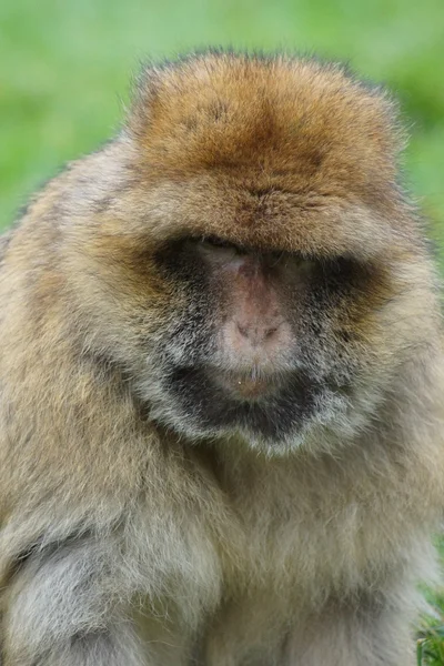 Berberaffe - Macaca sylvanus — Stockfoto