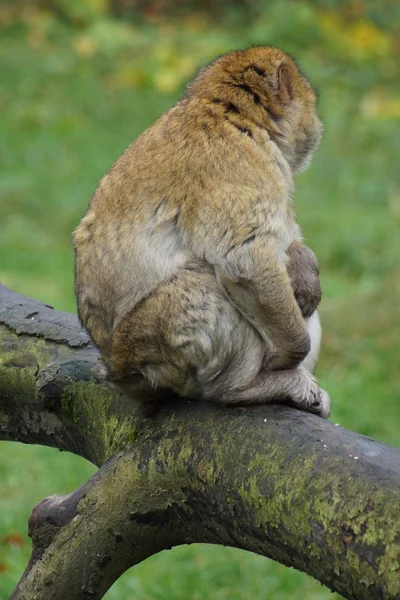 Barbary Macaque - Macaca sylvanus — Stock Photo, Image