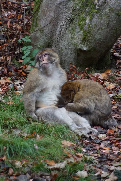 Macaco de Berbería - Macaca sylvanus —  Fotos de Stock