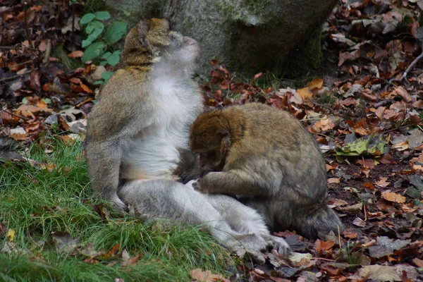 Magot – Macaca sylvanus — Zdjęcie stockowe